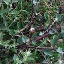 Image of Capparis spinosa var. ovata (Desf.) Fici