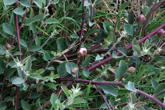 Image of Capparis spinosa var. ovata (Desf.) Fici