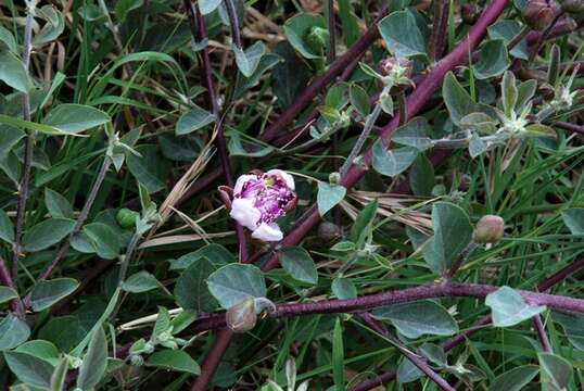 Image de Capparis spinosa var. ovata (Desf.) Fici