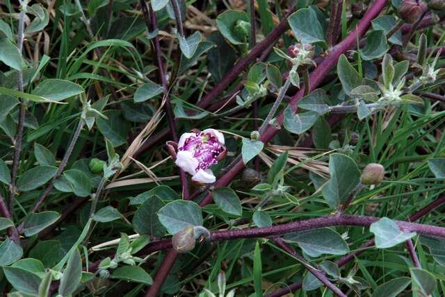 Image of Capparis spinosa var. ovata (Desf.) Fici