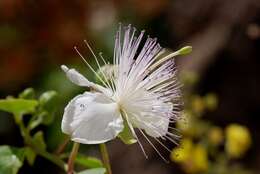 Image of Caper Shrubs