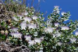 Image of Caper Shrubs