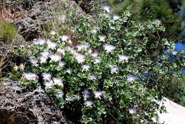 Image of Caper Shrubs