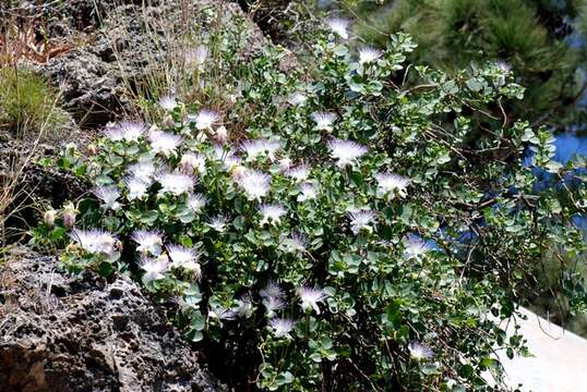 Image of Caper Shrubs