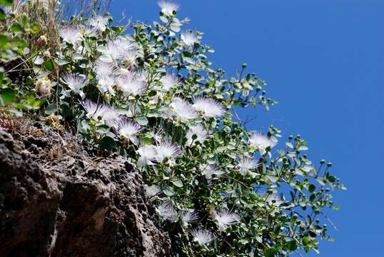 Image of Caper Shrubs