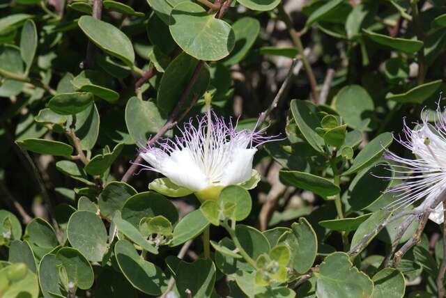 Image of Caper Shrubs