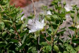 Image of Caper Shrubs