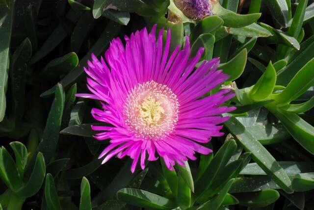 Image of Ice Plants