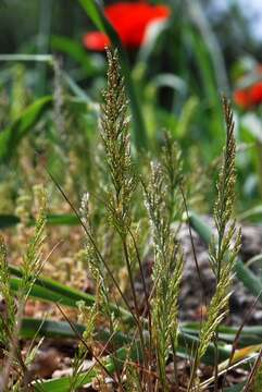 Image of ferngrass