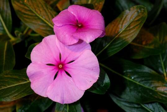 Image de Catharanthus