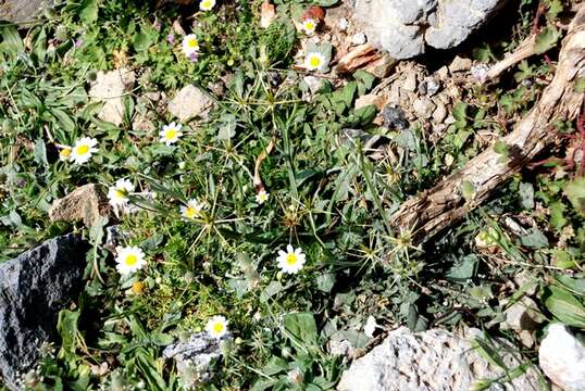 Sivun Centaurea idaea Boiss. & Heldr. kuva