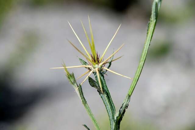 Image of Centaurea idaea Boiss. & Heldr.