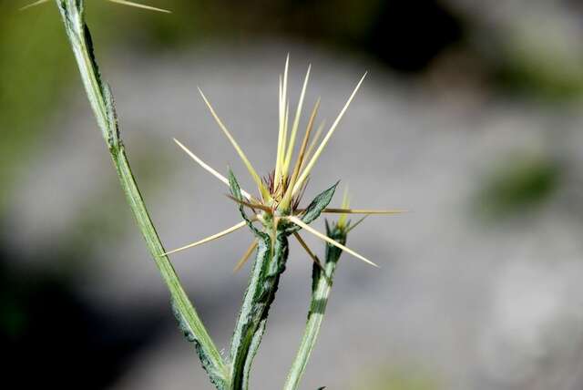 Centaurea idaea Boiss. & Heldr. resmi