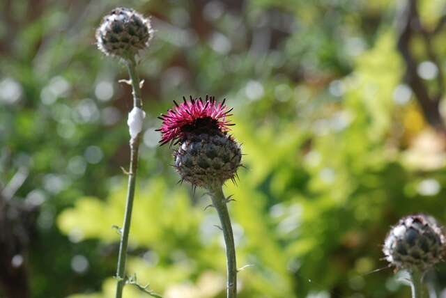 Centaurea redempta Heldr. resmi