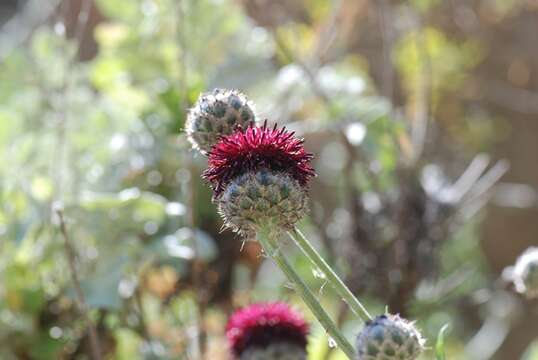 Centaurea redempta Heldr. resmi