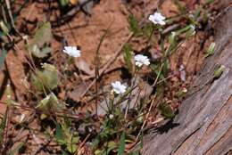 Image of Cerastium scaposum Boiss. & Heldr.