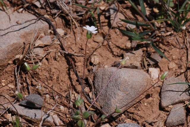 Image of Cerastium scaposum Boiss. & Heldr.