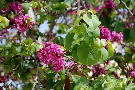 Cercis resmi