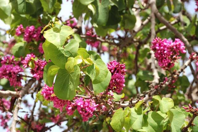 Image of redbud