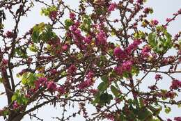 Image of redbud