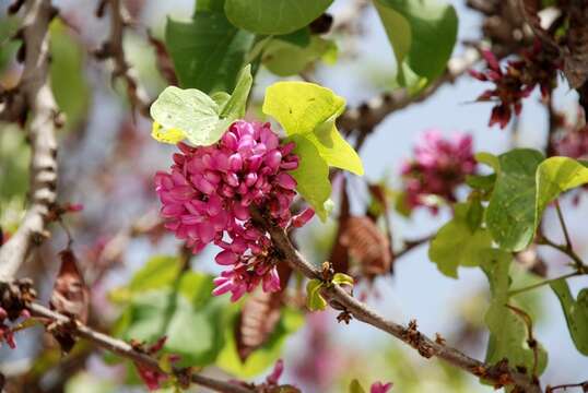 Cercis resmi