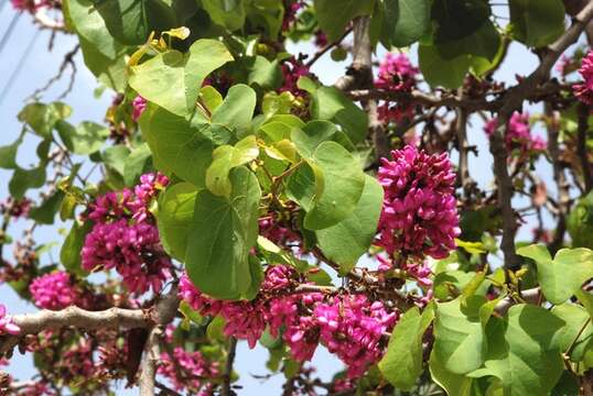 Cercis resmi