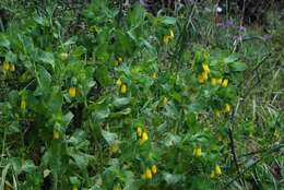 Image of honeywort