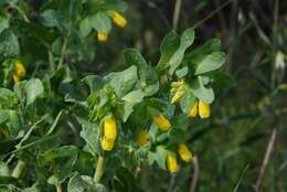 Image of honeywort