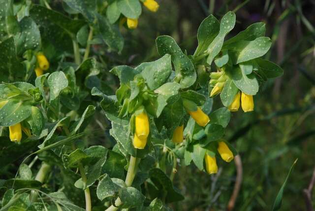 Image of honeywort