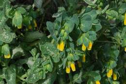 Image of honeywort