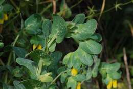 Image of honeywort