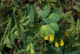 Image of honeywort