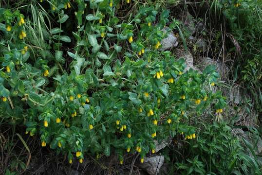 Image of honeywort