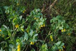 Image of honeywort