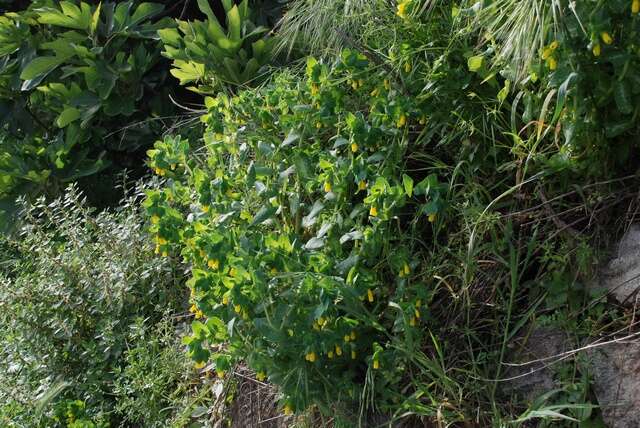 Image of honeywort