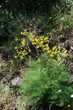 Image of Chaerophyllum creticum Boiss. & Heldr.