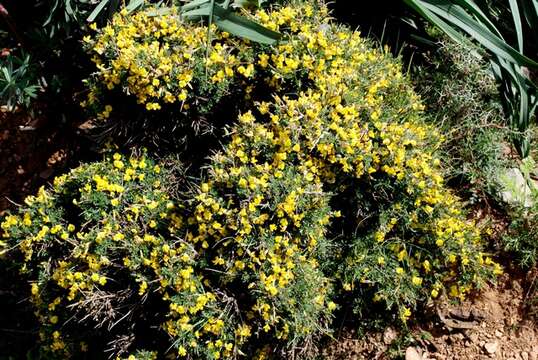 Image of Cytisus creticus Boiss. & Heldr.