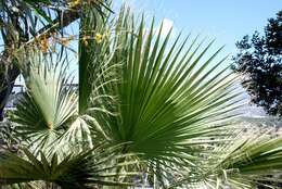 Image of palms