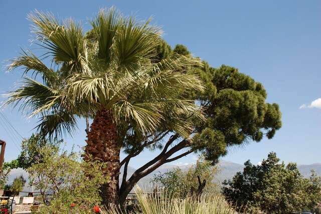 Image of palms