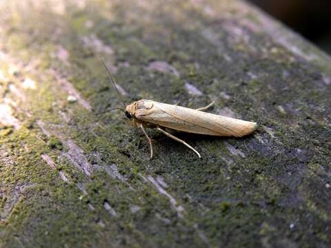 Image of Eilema lutarella Linnaeus 1758