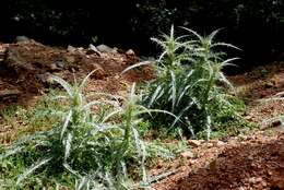 Plancia ëd Cirsium creticum (Lam.) D' Urv.