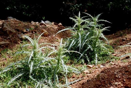 Image of Cirsium creticum (Lam.) D' Urv.