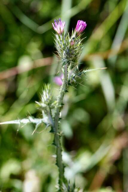 Plancia ëd Cirsium creticum (Lam.) D' Urv.