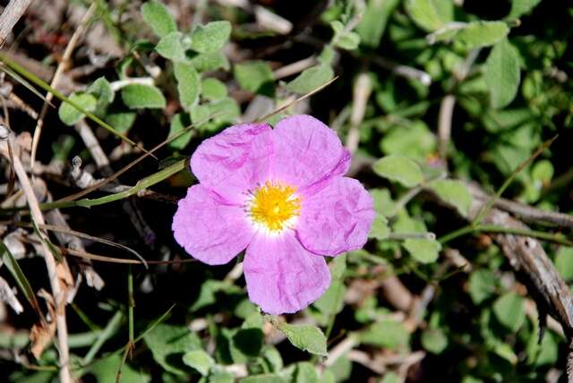 Image of Rockrose