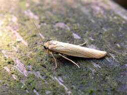 Eilema lutarella Linnaeus 1758 resmi