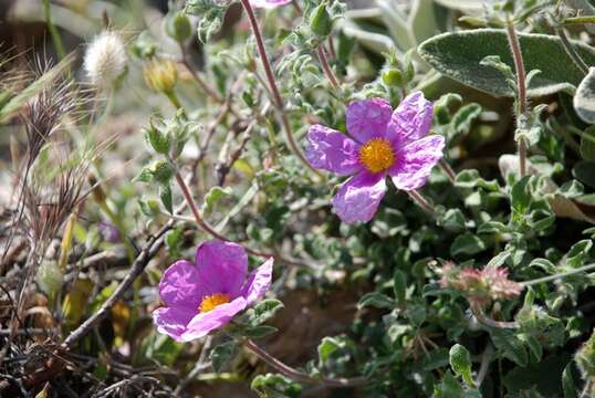 Image of Rockrose