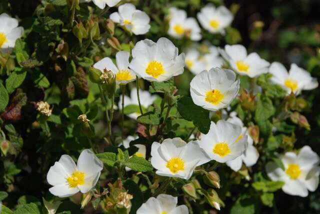 Image of Rockrose