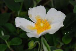 Image of Rockrose