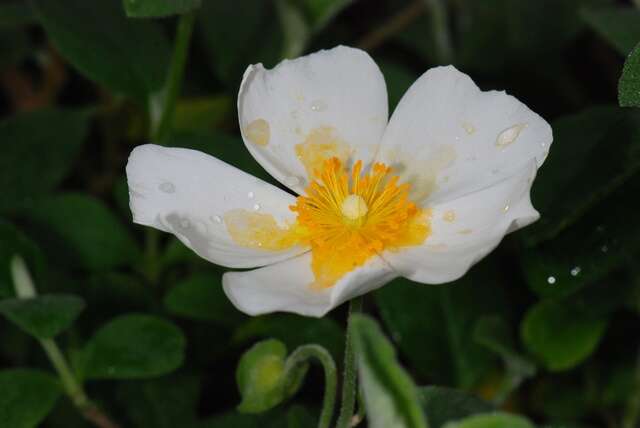 Image of Rockrose