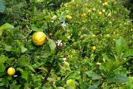 Image of citrus